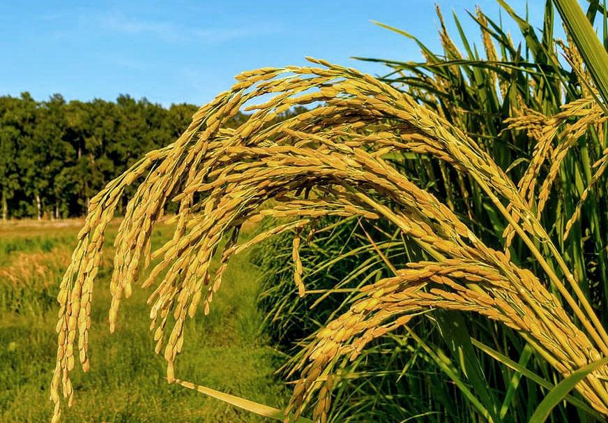 gold rice-2.jpg